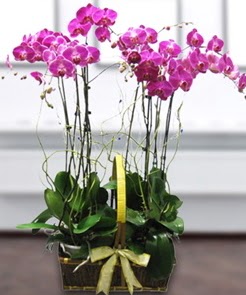 7 dall mor lila orkide Ankara ukurambar online iek gnderme sipari 