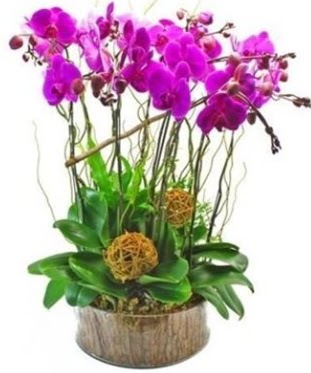 Ahap ktkte lila mor orkide 8 li Ankara ukurambar kaliteli taze ve ucuz iekler 