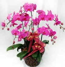 Sepet ierisinde 5 dall lila orkide ukurambar Ankara hediye sevgilime hediye iek 