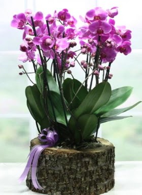 Ktk ierisinde 6 dall mor orkide ukurambar Ankara hediye sevgilime hediye iek 