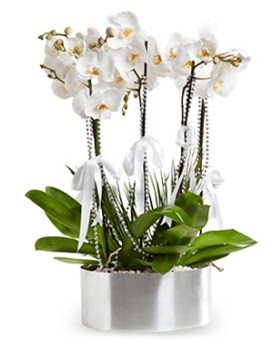 Be dall metal saksda beyaz orkide ukurambar cicek , cicekci 