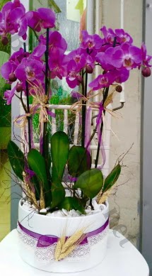 Seramik vazoda 4 dall mor lila orkide Ankara ukurambar iek yolla , iek gnder , ieki  