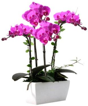 Seramik vazo ierisinde 4 dall mor orkide Ankara ukurambar 14 ubat sevgililer gn iek 