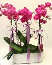 Beyaz seramik ierisinde 4 dall orkide ukurambar Ankara hediye sevgilime hediye iek 