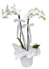 2 dall beyaz orkide Ankara ukurambar iek siparii sitesi 
