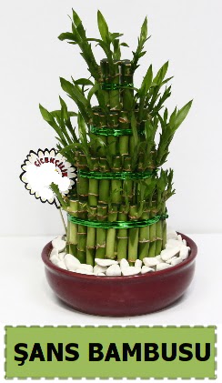 ans piramit bambu saks bitkisi Ankara ukurambar 14 ubat sevgililer gn iek 
