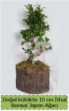 Doal ktkte thal bonsai japon aac Ankara ukurambar cicekciler , cicek siparisi 