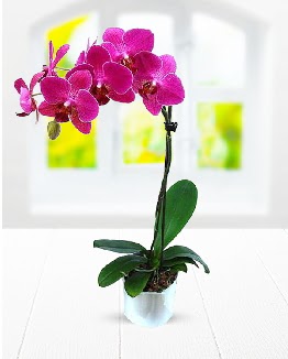 Tek dall mor orkide Ankara ukurambar 14 ubat sevgililer gn iek 