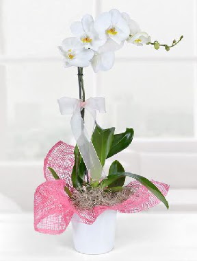 Tek dall beyaz orkide seramik saksda Ankara ukurambar cicekciler , cicek siparisi  