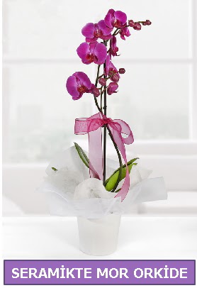 Seramik ierisinde birinci kalite tek dall mor orkide ukurambar iek siparii vermek 