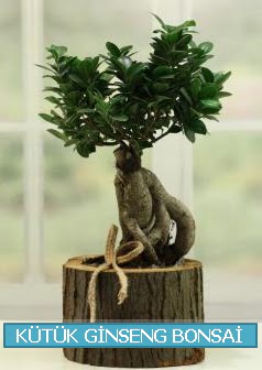 Ktk aa ierisinde ginseng bonsai Ankara ukurambar online iek gnderme sipari 