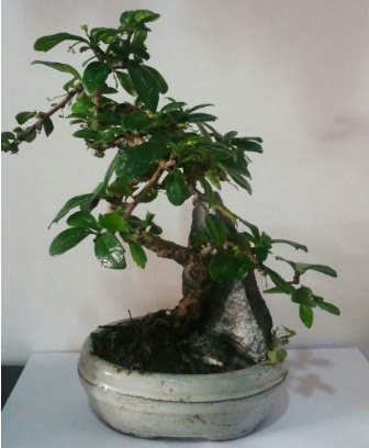 S eklinde ithal bonsai aac ukurambar cicek , cicekci 