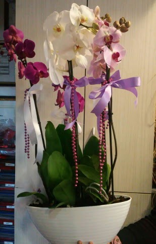 Mor ve beyaz ve pembe 6 dall orkide ukurambar Ankara hediye sevgilime hediye iek 