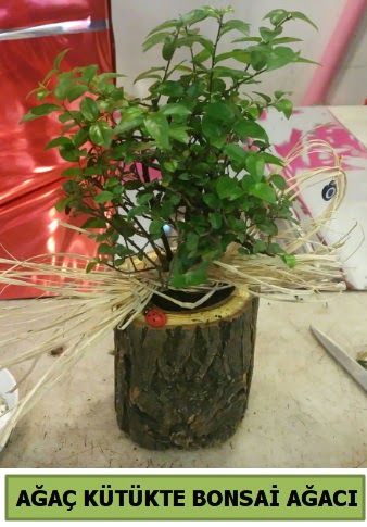 Doal aa ktk ierisinde bonsai aac Ankara ukurambar online iek gnderme sipari 