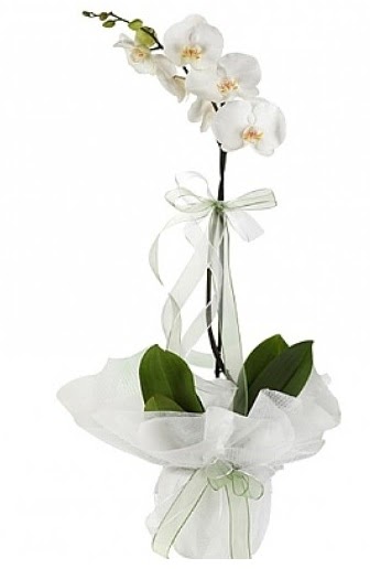 Tekli Beyaz Orkide ukurambar iek online iek siparii 