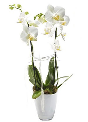 2 dall beyaz seramik beyaz orkide sakss Ankara ukurambar online iek gnderme sipari 