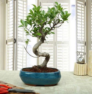 Amazing Bonsai Ficus S thal ukurambar ankara ieki telefonlar yurtii ve yurtd iek siparii 