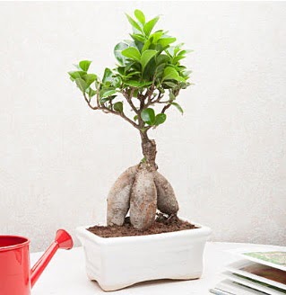 Exotic Ficus Bonsai ginseng ankara ieki ukurambar ucuz iek gnder 