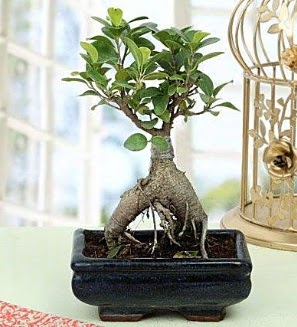 Appealing Ficus Ginseng Bonsai ankara iek yolla ukurambar ieki telefonlar 