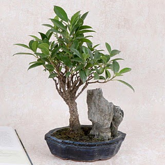 Japon aac Evergreen Ficus Bonsai Ankara ukurambar online iek gnderme sipari 