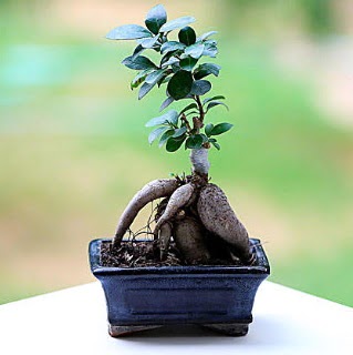 Marvellous Ficus Microcarpa ginseng bonsai Ankara ukurambar iek sat online ieki , iek siparii 