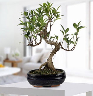 Gorgeous Ficus S shaped japon bonsai ukurambar ankara internetten iek sat 