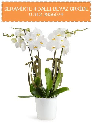 Seramikte 4 dall beyaz orkide ukurambar ankara iekleri gvenli kaliteli hzl iek 