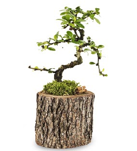 Doal ktkte S bonsai aac Ankara ukurambar 14 ubat sevgililer gn iek 