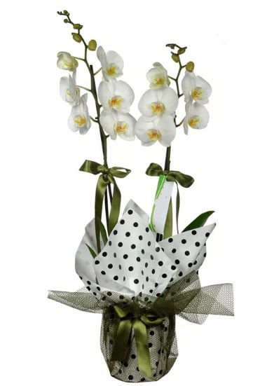 ift Dall Beyaz Orkide ukurambar ankara iek siparii iek gnderme 