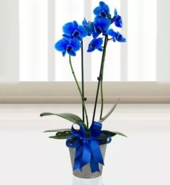 ift dall mavi orkide Ankara ukurambar 14 ubat sevgililer gn iek 