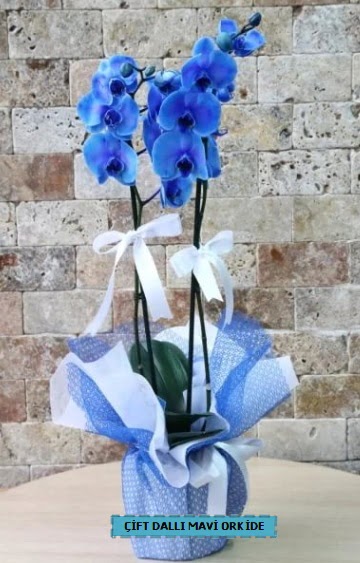 ift dall ithal mavi orkide ukurambar cicek , cicekci 