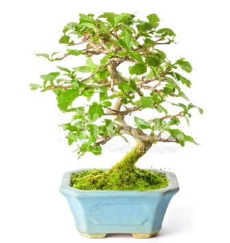 S zerkova bonsai ksa sreliine ukurambar iek siparii vermek 