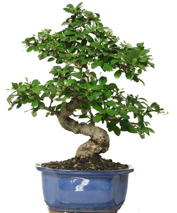 21 ile 25 cm aras zel S bonsai japon aac ukurambar Ankara iek gnder uluslararas iek gnderme 