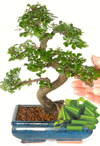 Yaklak 25 cm boyutlarnda S bonsai ukurambar ankara iek maazas , ieki adresleri 