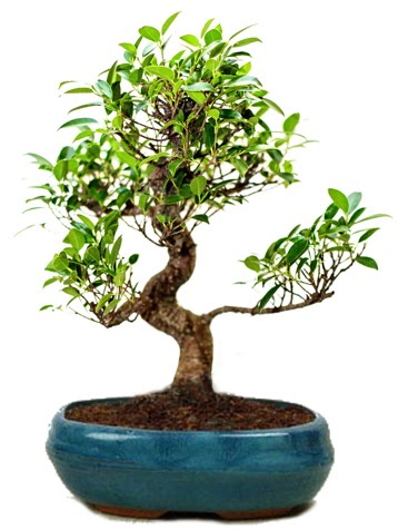 25 cm ile 30 cm aralnda Ficus S bonsai Ankara ukurambar online iek gnderme sipari 