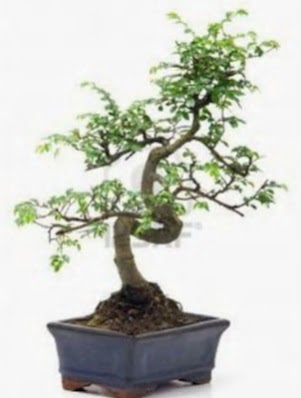 S gvde bonsai minyatr aa japon aac Ankara ukurambar 14 ubat sevgililer gn iek 