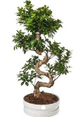 90 cm ile 100 cm civar S peyzaj bonsai Ankara ukurambar online iek gnderme sipari 