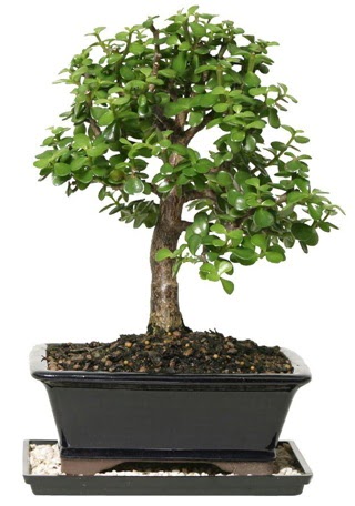 15 cm civar Zerkova bonsai bitkisi ukurambar ankara iek maazas , ieki adresleri 
