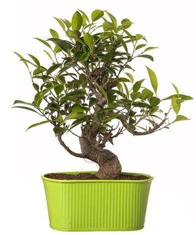 Ficus S gvdeli muhteem bonsai ukurambar ankara iek maazas , ieki adresleri 