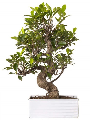 Exotic Green S Gvde 6 Year Ficus Bonsai Ankara ukurambar online iek gnderme sipari 