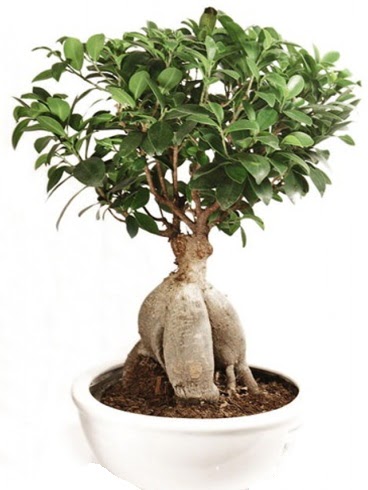 Ginseng bonsai japon aac ficus ginseng ukurambar iek siparii vermek 